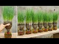 Growing green onions in self-watering plastic bottles | easy and fast to harvest