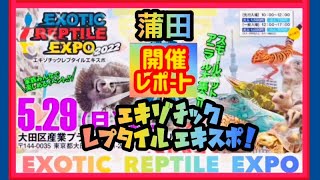 レプタイルエキスポ公式チャンネル 2022/5/29(日) 蒲田開催レポート‼︎ ExoticReptileExpo in Tokyo‼︎