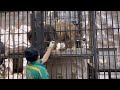 2023.7.27 ラージャー君🦁午後のひととき 野毛山動物園 インドライオン ラージャー