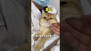 【牛奶是只猫】太丢人了！没想到小老三竟然得了……