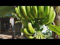 growing papaya yellow banana ល្ហុងធម្មជាតិ ចេកអំបូងលឿង farmer house