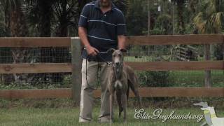 Greyhounds for families with kids!