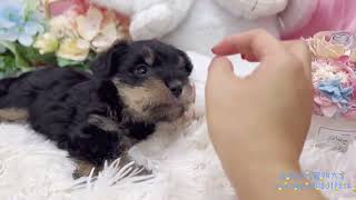 泰迪幼犬寵物犬舍-黑白雪納瑞#雪納瑞 #合法犬舍 #台南犬舍