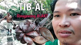 TIB-AL|NIPA PALM FRUIT: WINE OF THE PROVINCE|MAKI PROBINSYA