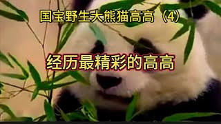 熊猫 自己赚编制的野生大熊猫高高，得了癌症又康复的小熊