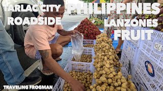 Sweet And Juicy Roadside Lanzones From Tarlac City, Philippines 🇵🇭