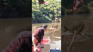 GILA ! TERNYATA SEGINI SEKALI NGASIH MAKAN IKAN LELE TERBESAR #fishing #bigcatfish #eagles