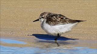 Red Necked Stint \u0026 Eastern Curlews