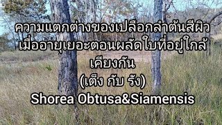 เต็ง​กับ​รัง​ ความต่างเปลือกสีผิวลําต้นตอนอายุ​เยอะ Shorea​ Obtusa​\u0026Siamensis​