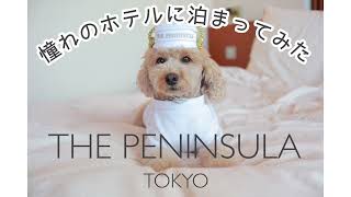 トイプードルのもなかと、ペニンシュラ東京に泊まってみた〖犬と泊まれるホテル 〗