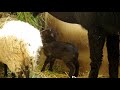 草を食べるウェサン羊の仔羊ちゃん　ouessant sheep lamb 2016 0504