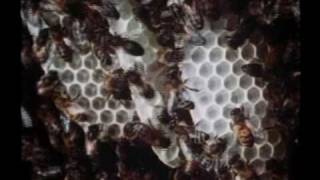 Mathematics of the Honeycomb (Part 1 of 2)