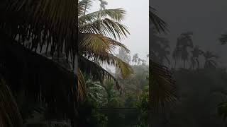 Rain is so beautiful  summer ❤️ nature 💞 বৃষ্টি অনেক পুরনো স্মৃতি নিয়ে 💦barish #love #nature #music