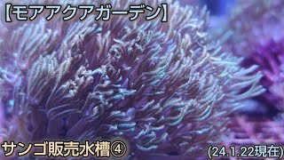 【モアアクアガーデン】サンゴ販売水槽④(24.1.22現在)