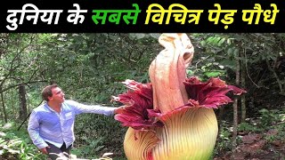 दुनिया के सबसे विचित्र पेड़ पौधे world's most unique plants in the world