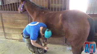 Shoeing For A Living (Jake Whitman): Integrating Apprentices Into Your Hoof-Care Practice