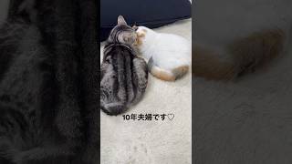 ピーちゃん(父猫アメショー)と、プーちゃん(母猫スコティッシュ)、10年夫婦です♡#cat #猫 #多頭飼い #ねこのいる生活