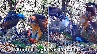 ep.331🦤Booted Eagle Nest／TODOS los Secretos Pollos Águila calzada @DIRECTO NATURA