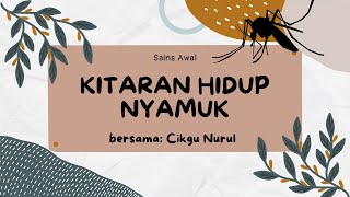 KITARAN HIDUP NYAMUK