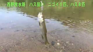 ハス狙いで琵琶湖　釣果報告　ケタバス