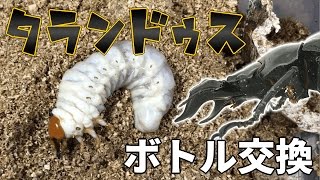 【順調！】タランドゥスオオツヤクワガタのボトル交換 Mesotopus tarandus 【Part4：ボトル交換編1】