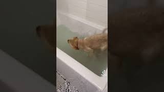 お風呂で大暴れゴールデンレトリバー😎 / Golden retriever rampage in the bath😎