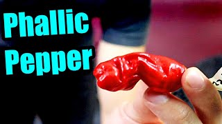 Peter Pepper : The Perverted Pepper (And Why I Don't Grow Plants) - Chili Pepper Reviews