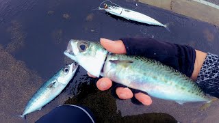 9月:内海でサビキ、外海では堤防から大サバ連発の釣りになりました