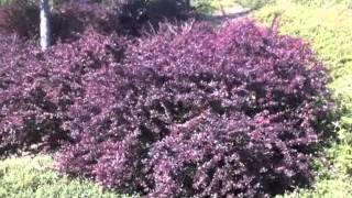 Berberis thunbergii 'Atropurpurea' - Red-Leaf Japanese Barberry