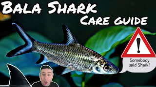 Bala Shark all you need to know, Breeding, feeding, tank size \u0026 mates. You must watch now!