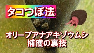 オリーブアナアキゾウムシの成虫を捕獲する裏技「タコつぼ法」