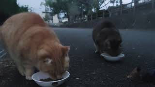 麦ワラのお母さん\u0026ミミちゃんもバイク食堂に来てくれました⤴️みんな腹ペコです❗パクパク⤴️可愛いでしょ❤️