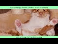 Neutered Cat spraying in House - How to Stop Cat Spraying