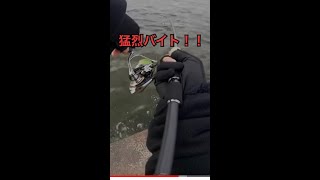 【バス釣り】デスボール？いやヘラボール♪猛烈バイト！ #shorts #metal #fishing