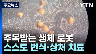 사람 세포로 만든 생체 로봇...스스로 번식하고, 상처도 치료 / YTN