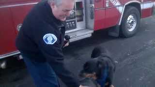 Rottweilers Meet Hero Firefighters