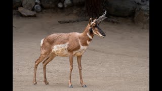 L.A. ZOOm to You Animal Chat Peninsular Pronghorn