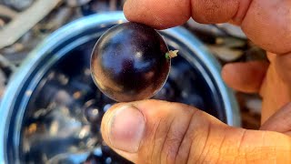 Grimal jaboticaba.  #jaboticaba #jabuticaba #foodforest #rarefruits