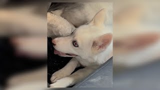 Puppy left in 100-degree vehicle in Dedham