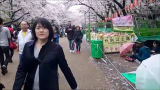 Ueno Sakura Hanami-Cherry Blossm