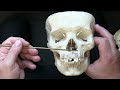 Introduction to Bones of the Skull
