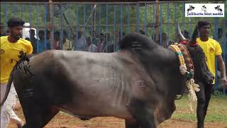 திரைப்படப் புகழ் kalali🐂 வீரர்கள் கூலிப்பட்டி ஊமை மந்தை கருப்பணசாமி குழு  வெள்ளூர் நாடு