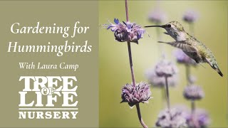 Gardening for Hummingbirds - Laura Camp