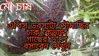 মৌমাছি //মৌমাছি চাষ// এপিস ডরসাটা মৌমাছি কিভাবে গাছের  ডালে বসাবেন দেখুন। #মৌ পালন পদ্ধতি / মৌ চাষ #