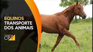 Equinos - Transporte dos animais l Cursos CPT