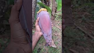 #വാഴക്കുല തൂക്കം കൂടാൻ #വാഴ യുടെ വള പ്രയോഗം #banana cultivation #fertilizer application #farming