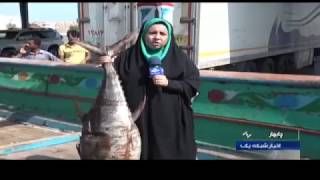 Iran Konarak port, fishing season فصل ماهيگيري بندر كنارك ايران