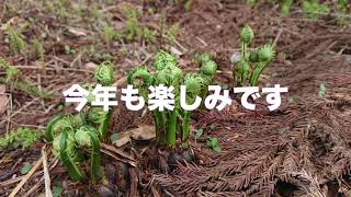 2021年ゆうきの田んぼ・田植えに向けていよいよ始動！｜漢方薬剤師in【ゆうき農園】｜結城奈美枝