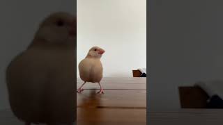 冬のスポーツをする文鳥【文鳥ステップ】