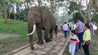 Dubare Elephant Camp- Coorg!  Is this place worth a  visit or too expensive and Overrated?